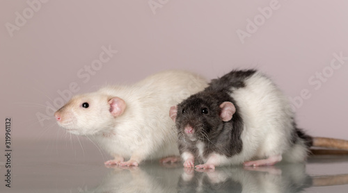 portrait of domestic rats