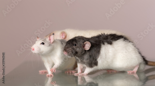 three domestic rats on a glass