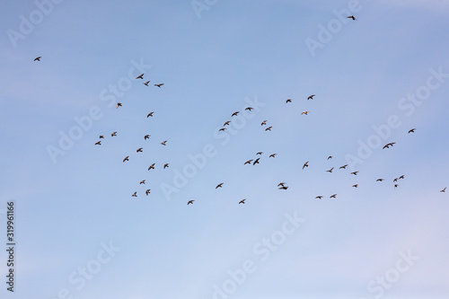 flock of gray pigeons in flight