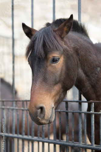 Portrait of a horse behind the fence.