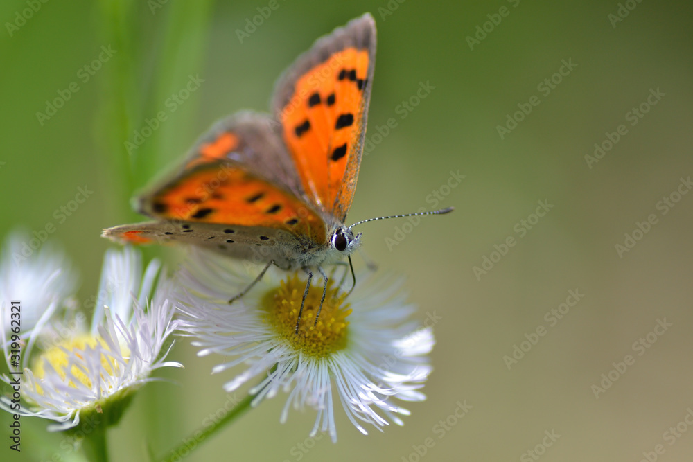 Obraz premium ベニシジミとハルジオン