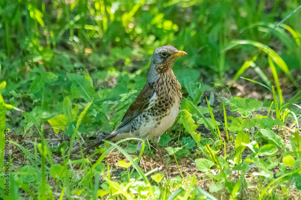 Troubled thrush hidding in the grass - small songbird worried with something. Troubled thrush hidding in the grass - small songbird worried with something.