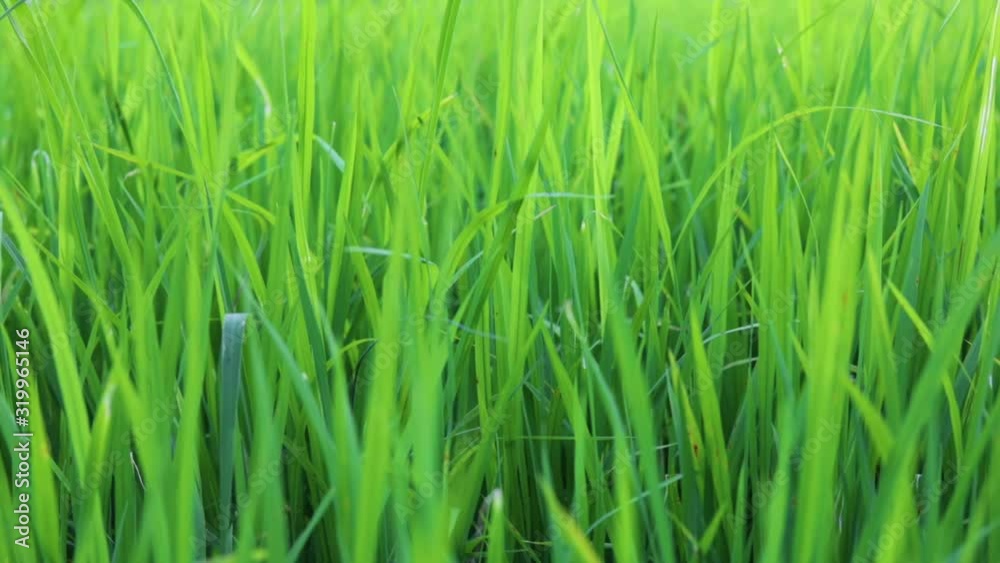 Green rice field with the wind blowing Green rice field with the wind blowing