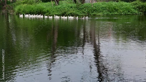 A group of white geese enjoys the morning atmosphere on a lake in the city of Solo, Central Java - Indonesia photo