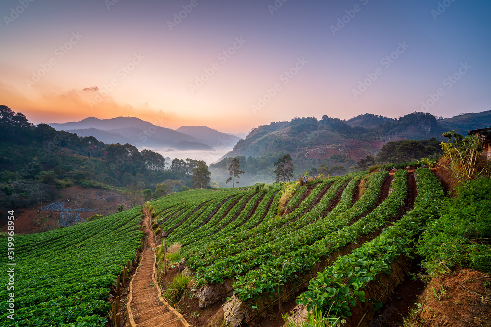 Strawberry garden with sunrise at Chiang Mai, Thailand. Misty morning sunrise in strawberry garden Strawberry garden with sunrise at Chiang Mai, Thailand. Misty morning sunrise in strawberry garden