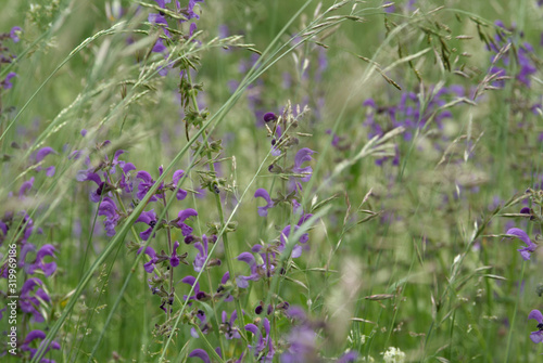 Sommerwiese mit blühendem Wiesensalbei und Gräsern photo