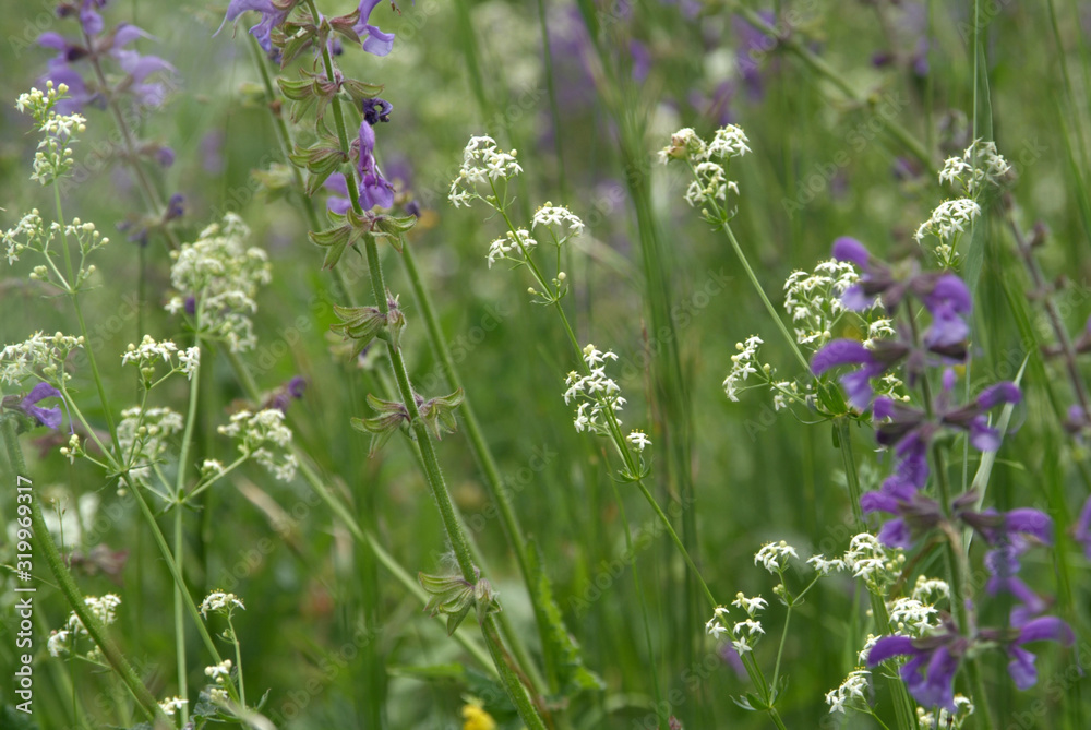 Sommerwiese mit blühendem Wiesensalbei und Gräsern Sommerwiese mit blühendem Wiesensalbei und Gräsern