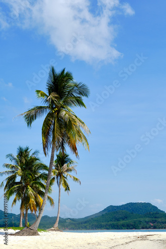 A shot of Palm Trees on an Empty White Sand Beach on a sunny day. © adibella6370
