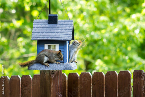 Stampa su tela Squirrels On Birdhouse In Back Yard