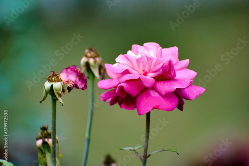 A pink garden rose.