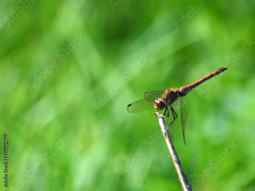 Common Darter Red Dragonfly Symetrum Strriolatum on Grass.