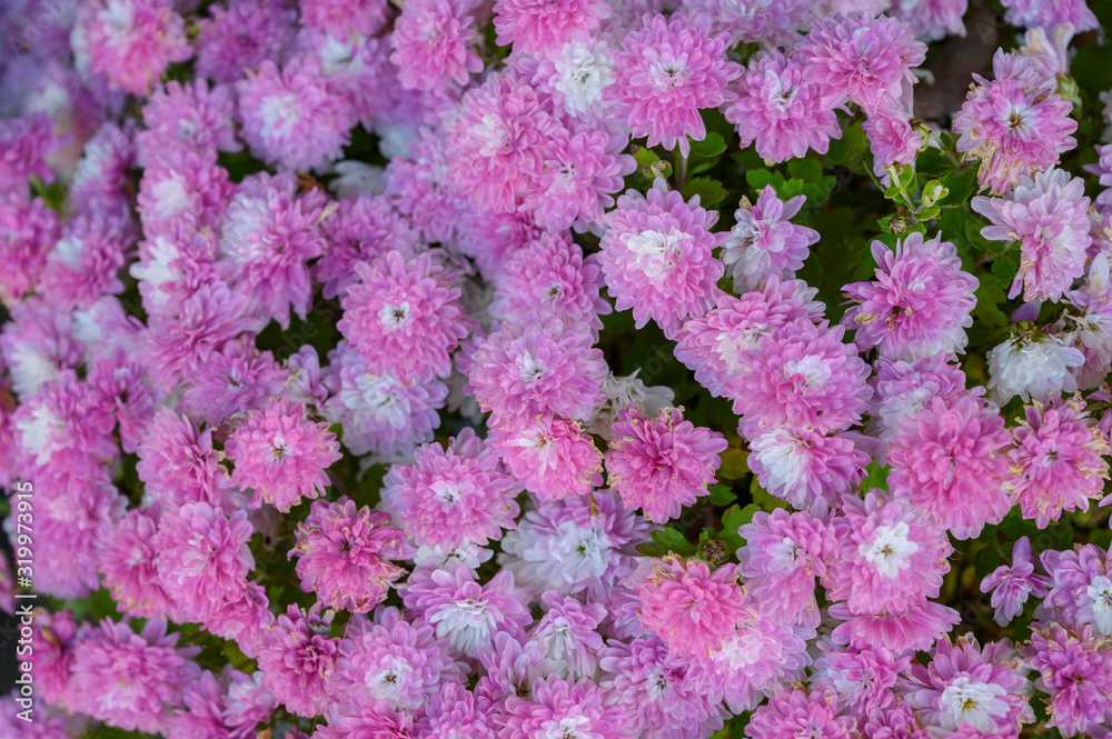 Fototapeta premium The nature of flowers in the garden