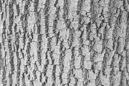 Texture of tree bark. Grey oak bark.