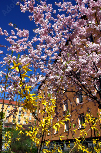 Photography Körsbärsblommning i Rosenlundsparken på södermalm i Stockholm.