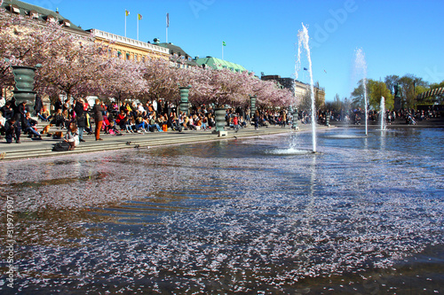 Photography Körsbärsblommning vid kungsträdgården i Stockholm