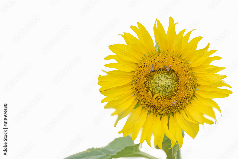 Sunflower on a white background Sunflower on a white background