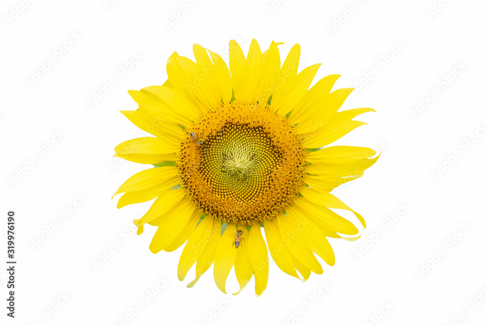 Obraz premium Sunflower on a white background