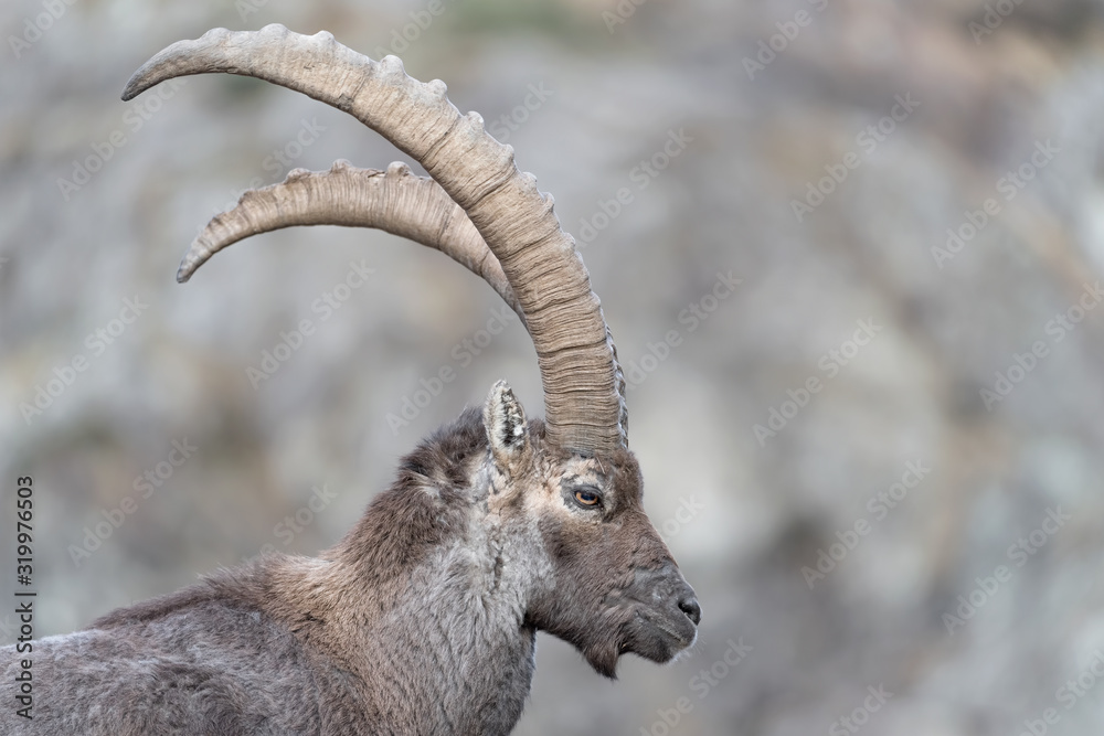Portrairt of Alpine ibex (Capra ibex)