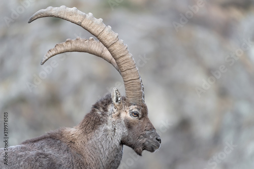 Portrairt of Alpine ibex  Capra ibex 