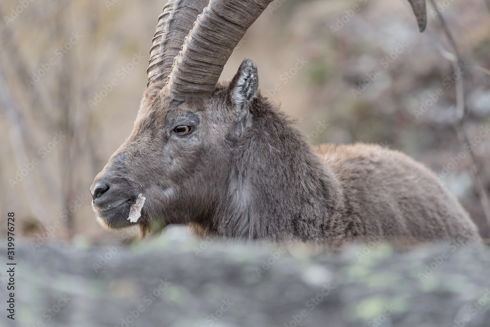 Portrait of Ibex mountain with leaf in the mouth (Capra ibex)