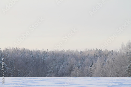 Winter snowy forest on gray cloudy sky background