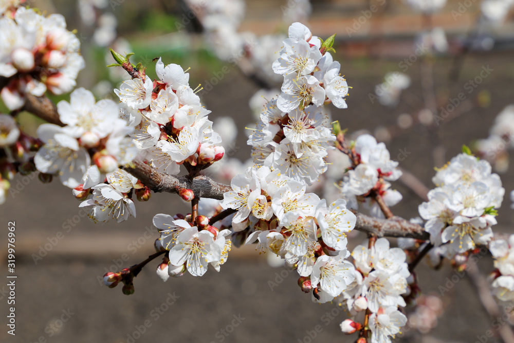 Closeup of a branch with white flowers in the sunlight on a dark natural background. Flowering tree in the garden. The concept of awakening nature. Gardening. Closeup of a branch with white flowers in the sunlight on a dark natural background. Flowering tree in the garden. The concept of awakening nature. Gardening.