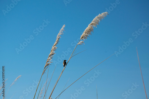 Single, little black bird on reed with blue sky background. Birdwatching in the okovango river delta, Botswana photo