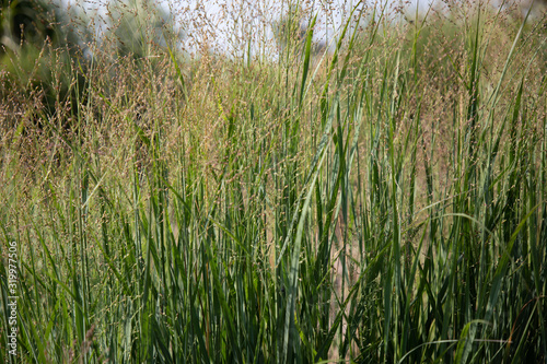 Panicum virgatum 'Nican'