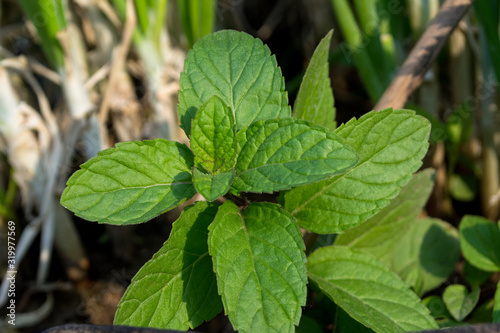 Peppermint vegetables are used for cooking and herbs.