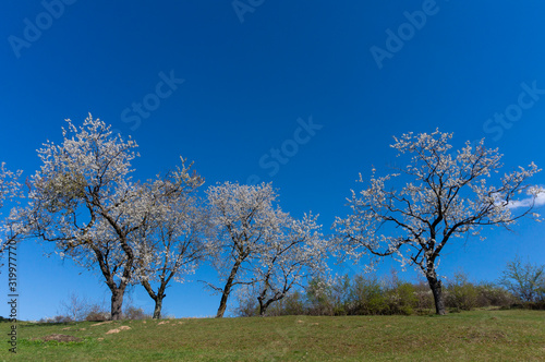 Beautiful floral image of spring nature, panoramic view