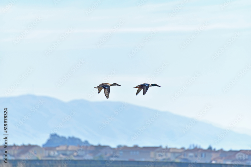 Two birds flying with mountain in background
