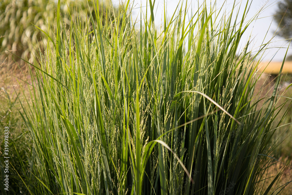 Panicum virgatum 'Northwind' Panicum virgatum 'Northwind'