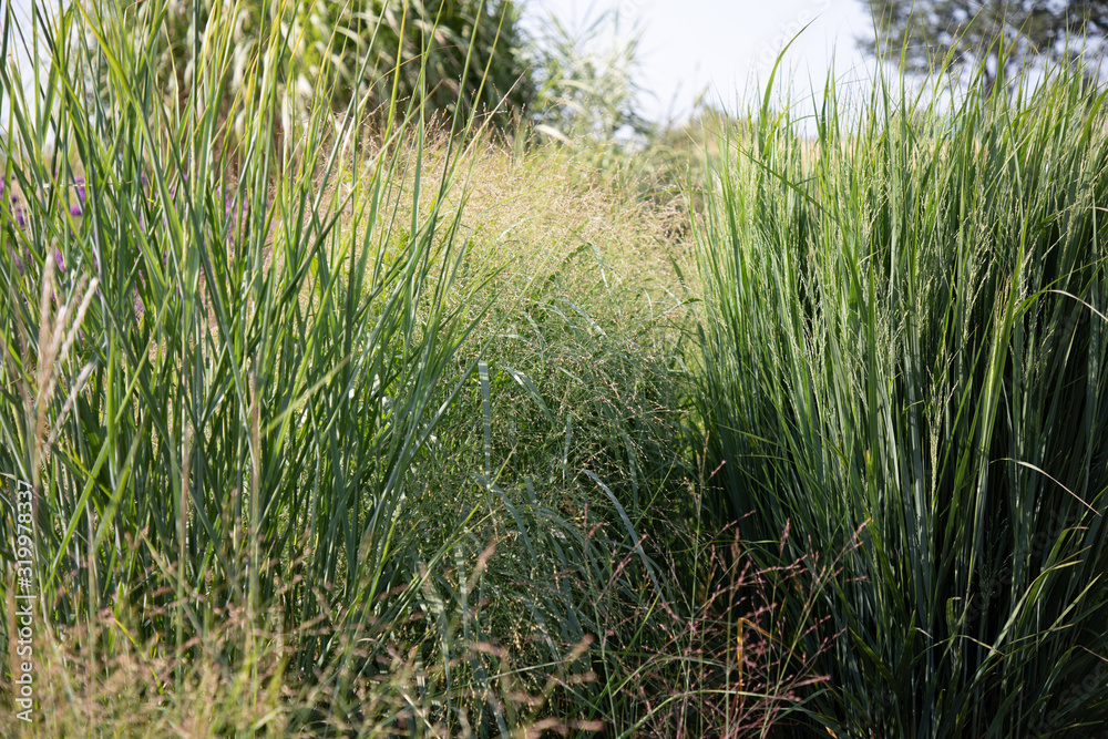 Naklejka premium Panicum virgatum 'Northwind'