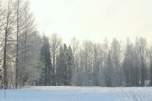 Winter snowy forest on gray cloudy sky background