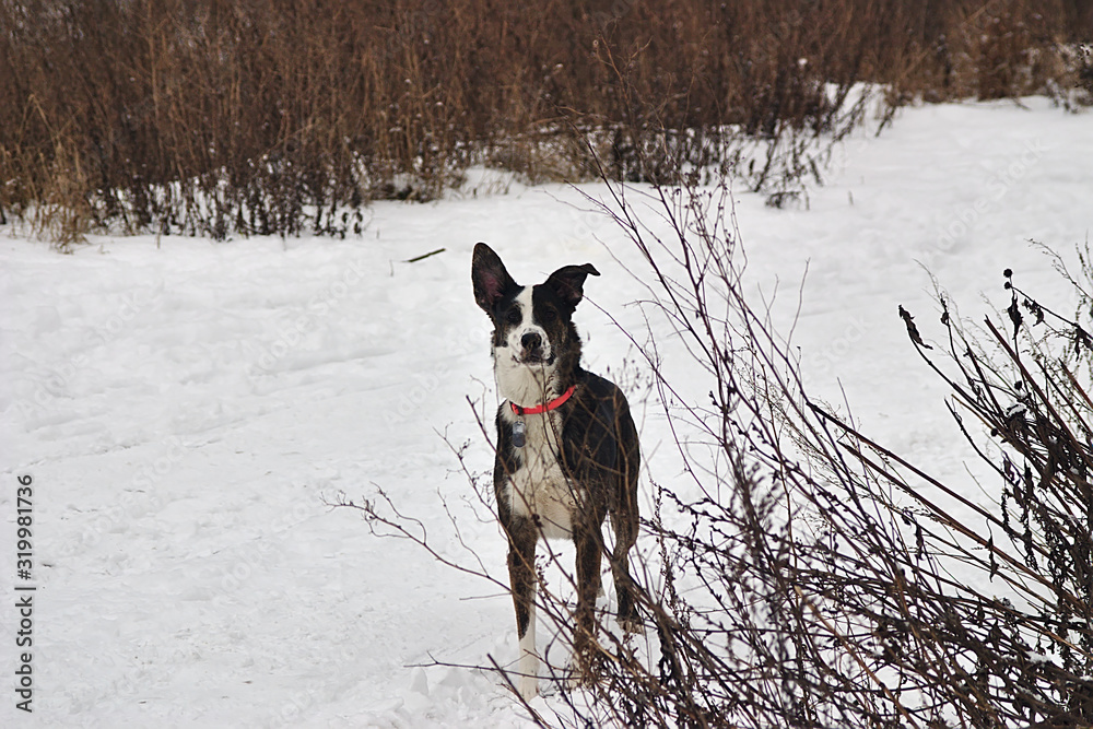 a dog in a bright collar walks in the fresh snow