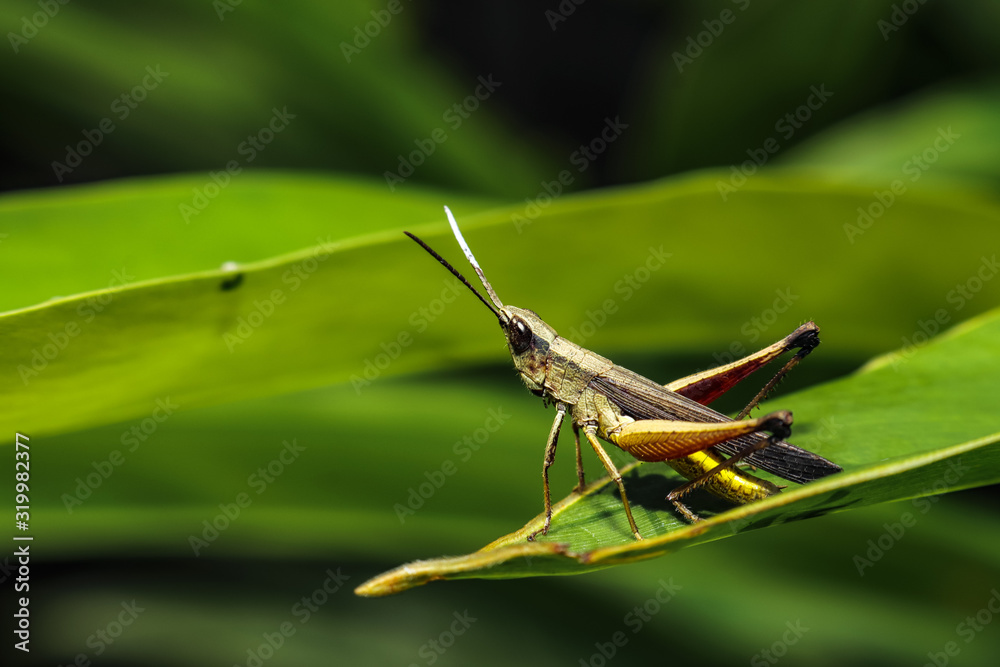 Fototapeta premium grasshopper on a green leaf