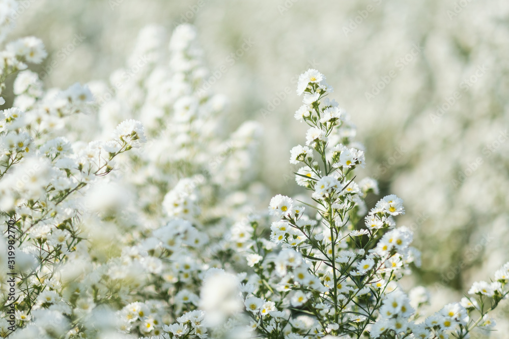Closeup image of a beautiful Cutter flower field Closeup image of a beautiful Cutter flower field
