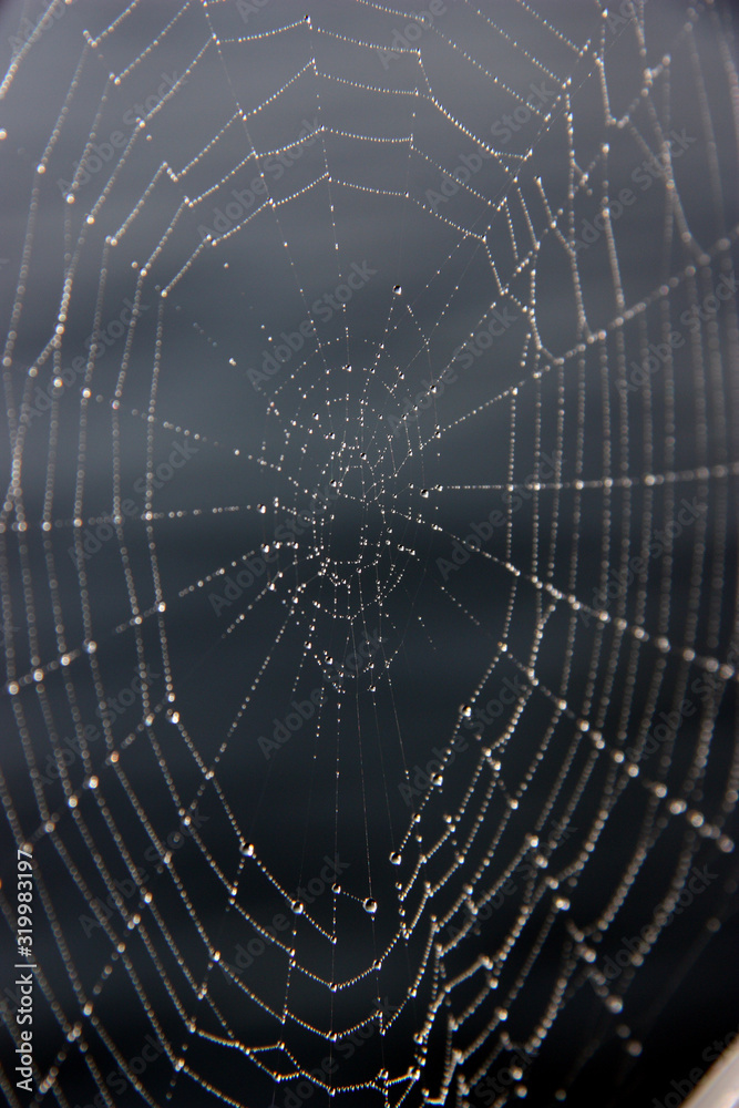 Naklejka premium Spindelnät