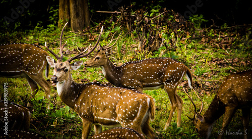 fallow deer in the forest © Sunil