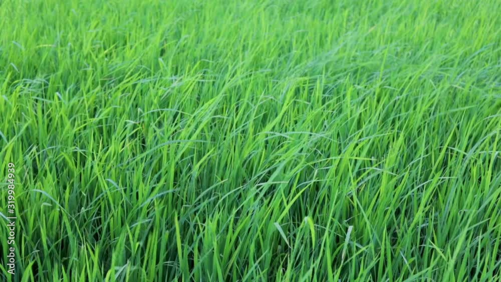 Slow motion green rice field with the wind blowing Slow motion green rice field with the wind blowing