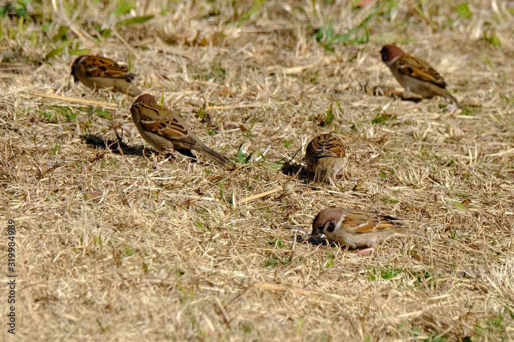 sparrow sparrow