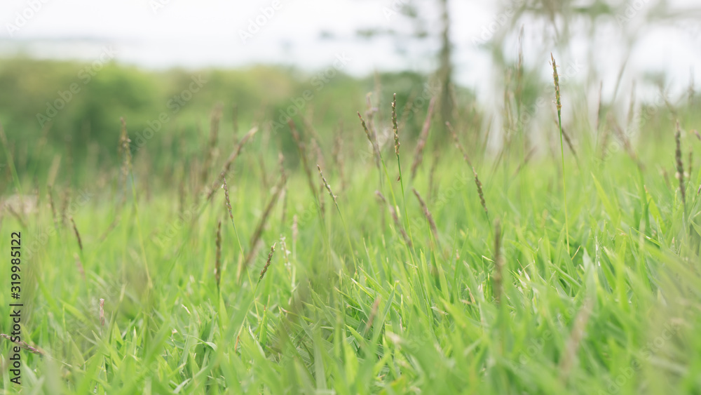 abstract green grass in the park abstract green grass in the park