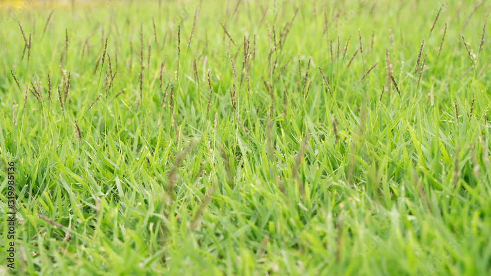 abstract green grass in the park