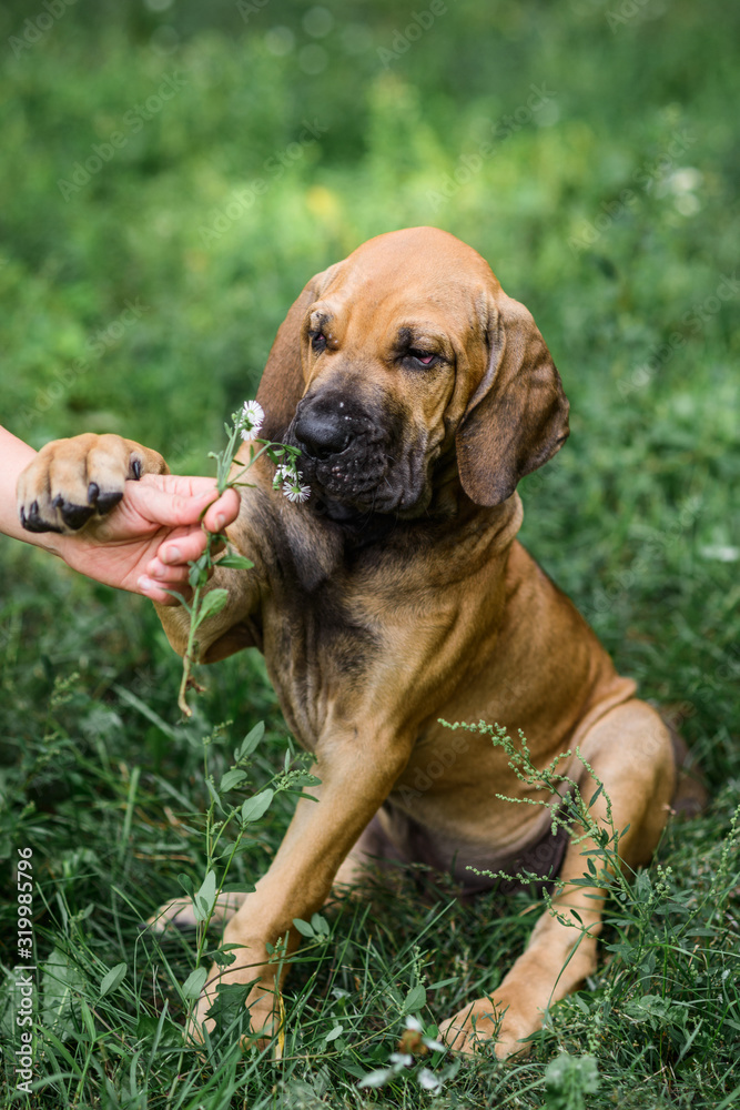 Adorable Fila Brasileiro puppy smelling flower