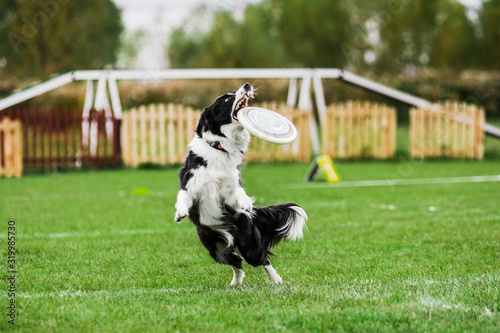 border collie catching flying disk, summer outdoors dog sport competition © olgagorovenko