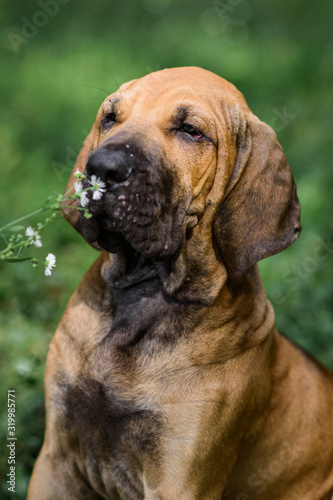 Adorable Fila Brasileiro puppy smelling flower