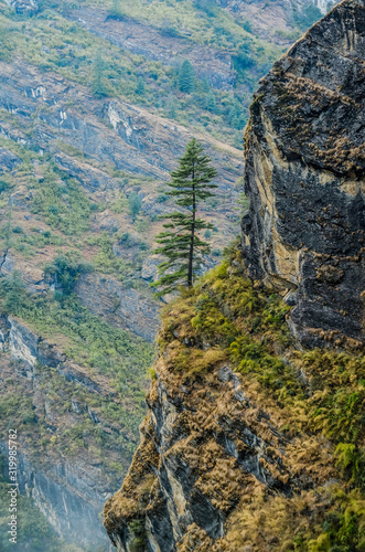 Autumn mountain landscape in Marshyangdi river valley  Nepal. Pine tree on the steep rocky slope.