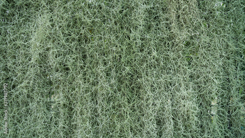 Close up of Spanish moss Tillandsia usneoides