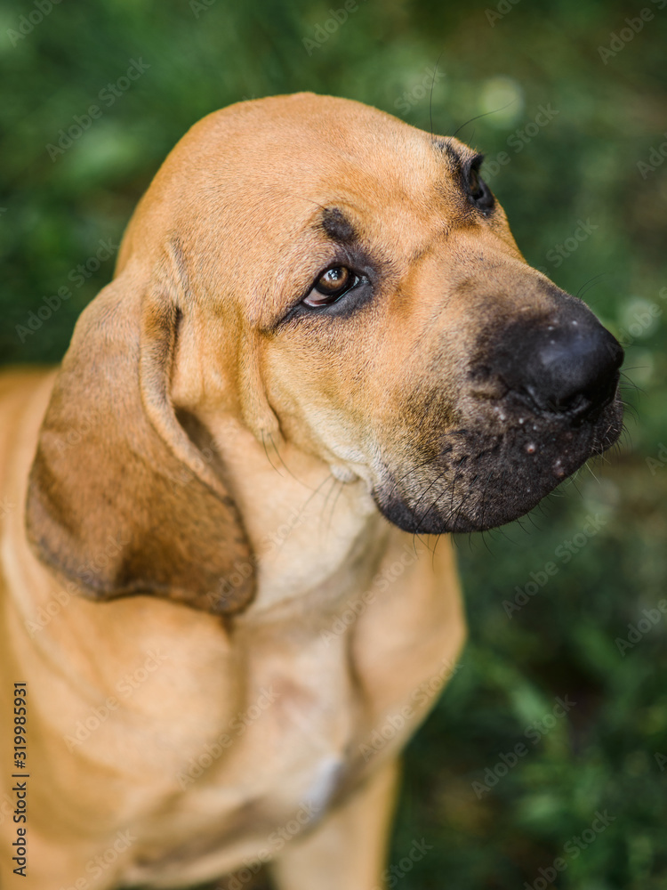 Adorable Fila Brasileiro puppy portrait Adorable Fila Brasileiro puppy portrait