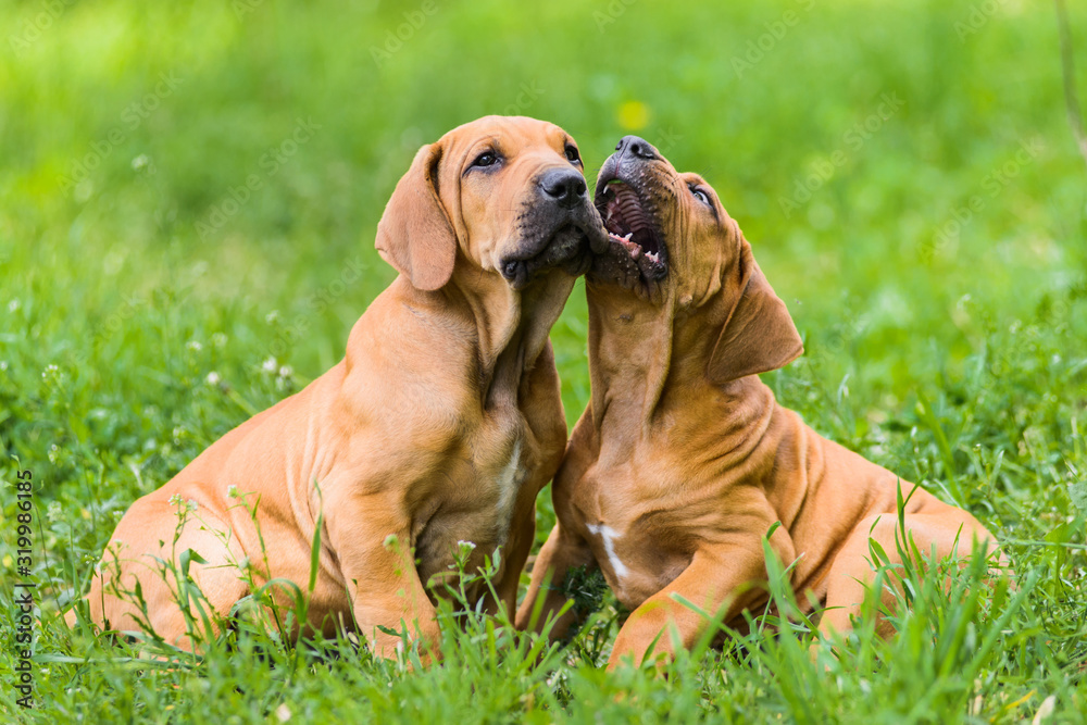 Two Fila Brasileiro (Brazilian Mastiff) puppies having fun